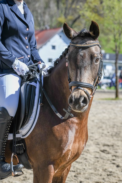 卡特的决定 卡特的决定